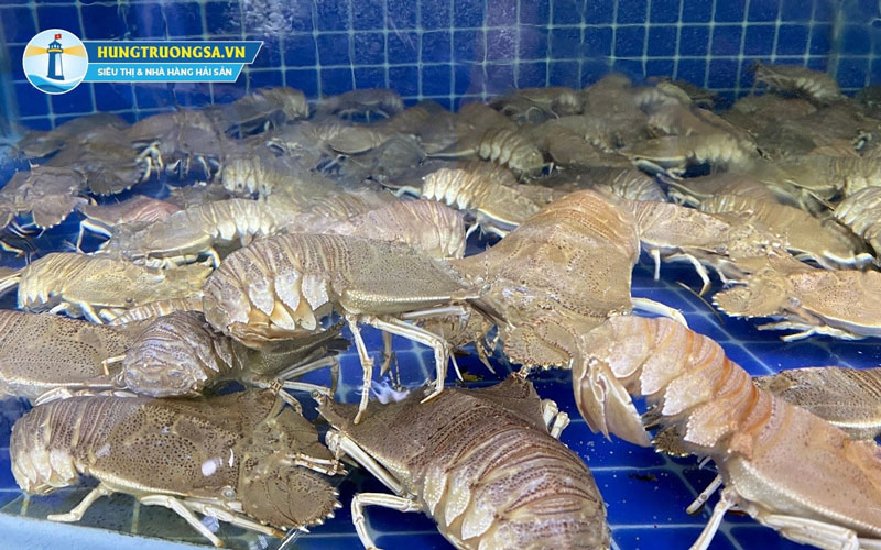 Cách chọn Tôm Mũ Ni tươi ngon