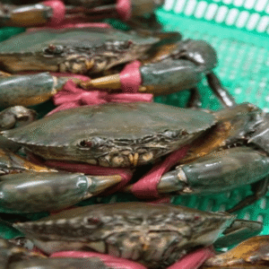 Cua Thịt To (450gr up)