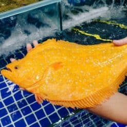 ava cá bơn vàng Nhật Bản