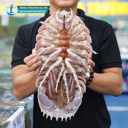 bọ biển size 2 kg