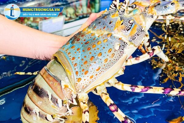 Tom Hom Giá Tôm Hùm Bông Chi Tiết, Cập Nhật Mới Nhất Hôm Nay