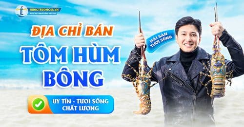 Mua tôm hùm bông tại Hà Nội ở đâu chuẩn hàng tươi sống, chất lượng hts