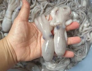 Lưu ý khi mua bạch tuộc mada