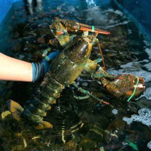 Nên chọn mua tôm hùm xanh size bao nhiêu?