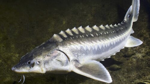 Cá tầm Danube (Acipenser stellatus)