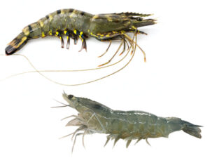 Phân biệt tôm sú và tôm thẻ