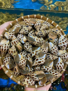 Cách Chọn Ốc Hương Vừa Ngon Vừa Đảm Bảo Chất Lượng