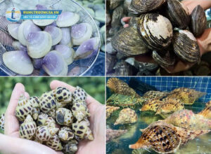 Các loại sò tại Hùng trường sa