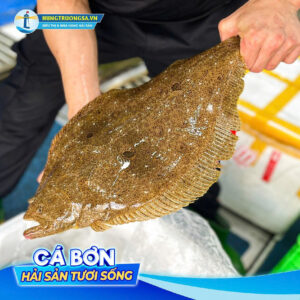 Cá bơn hàn quốc