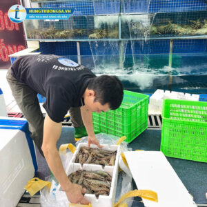 Hướng dẫn đóng gói bảo quản hải sản khi vận chuyển xa