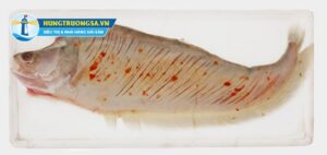 Cách chọn mua cá thát lát ngon