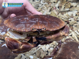 Cách chọn cua nâu Bắc ÂU tươi sống