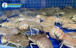 Cách chọn Tôm Mũ Ni tươi ngon