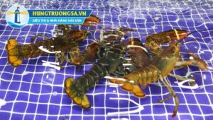 Cách đánh bắt tôm hùm alaska