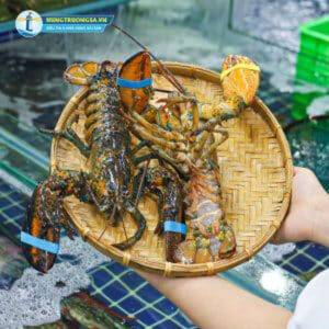 Dinh dưỡng trong tôm hùm Alaska