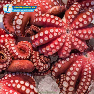 Mua bạch tuộc Nhật ở đâu uy tín, chất lượng?