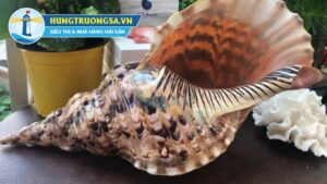 Ốc hoàng hậu có công dụng gì?