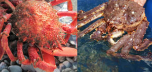 Phân biệt cua Nhện và cua Hoàng Đế