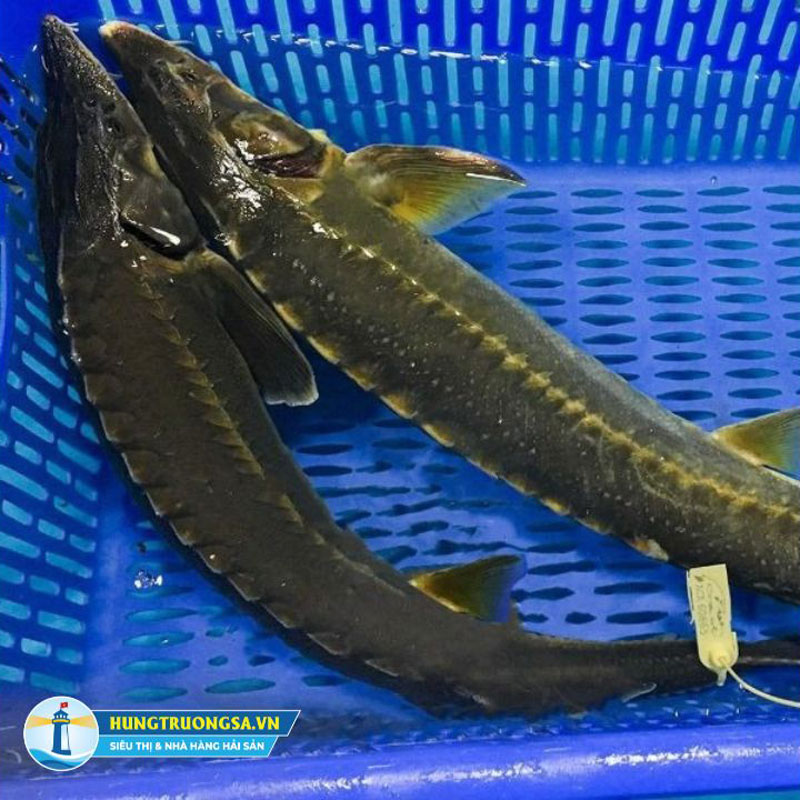Cách lựa chọn cá tầm ngon và chắc thịt