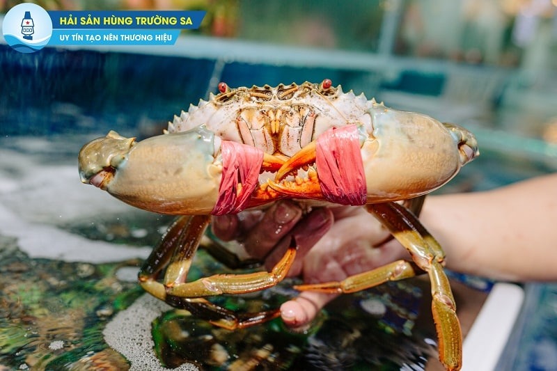 Hải Sản Hùng Trường Sa – Đơn vị cung cấp cua biển tươi sống, chất lượng