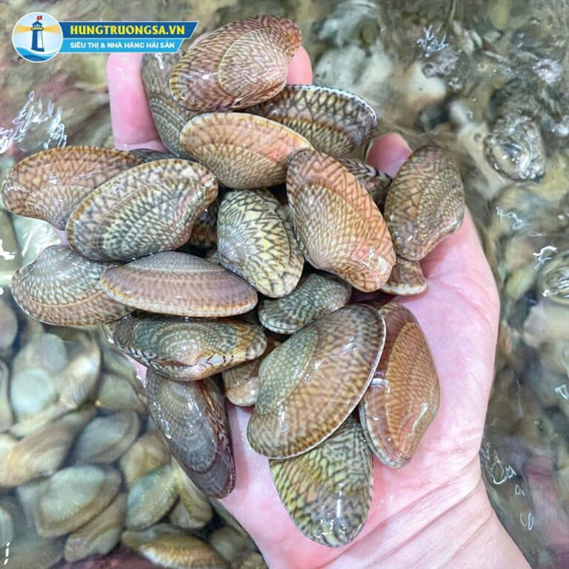 Địa chỉ mua ngao hoa tươi sống tại Hà Nội