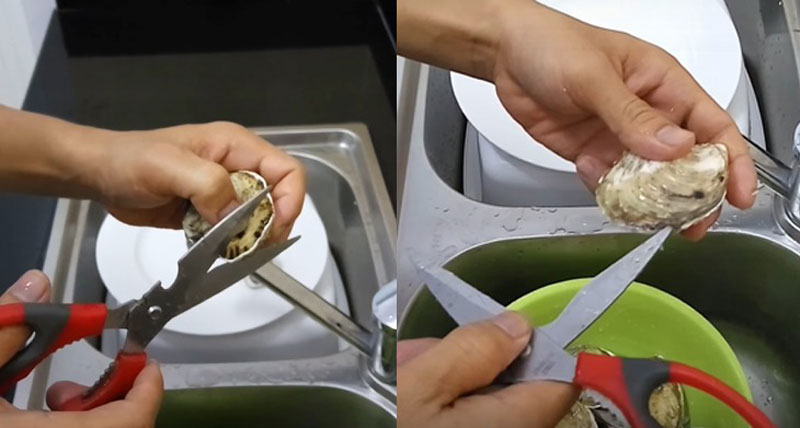 Tách vỏ hàu sữa bằng kéo chuyên dụng