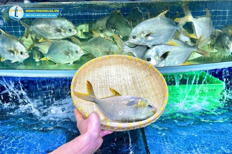 Cá chim tươi sống tại Hùng Trường Sa