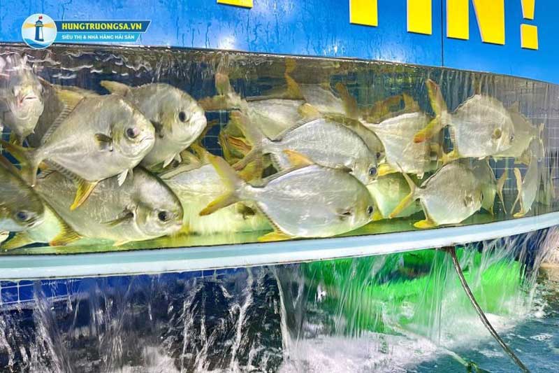 Cá chim tươi sống tại Hùng Trường Sa