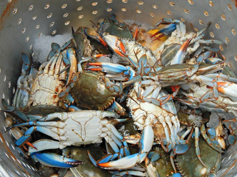 Mẹo chọn ghẹ xanh ngon