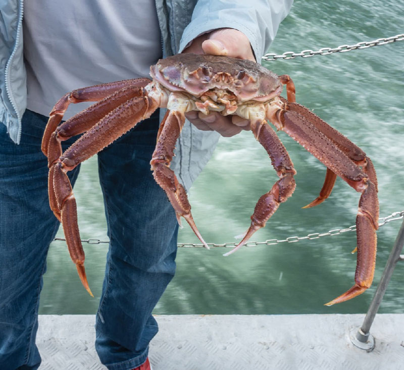 Cua tuyết (Snow Crab)