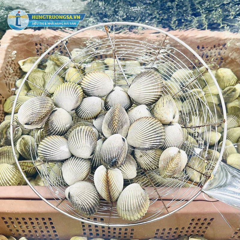 Chọn sò dương tươi ngon là nguyên liệu không thể thiếu cho món sò dương nướng mỡ hành