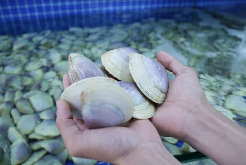 Làm sạch ngao giấy trước khi chế biến