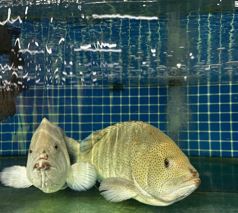 Cá song bơi tại bể tươi sống tại Siêu thị Hùng Trường Sa