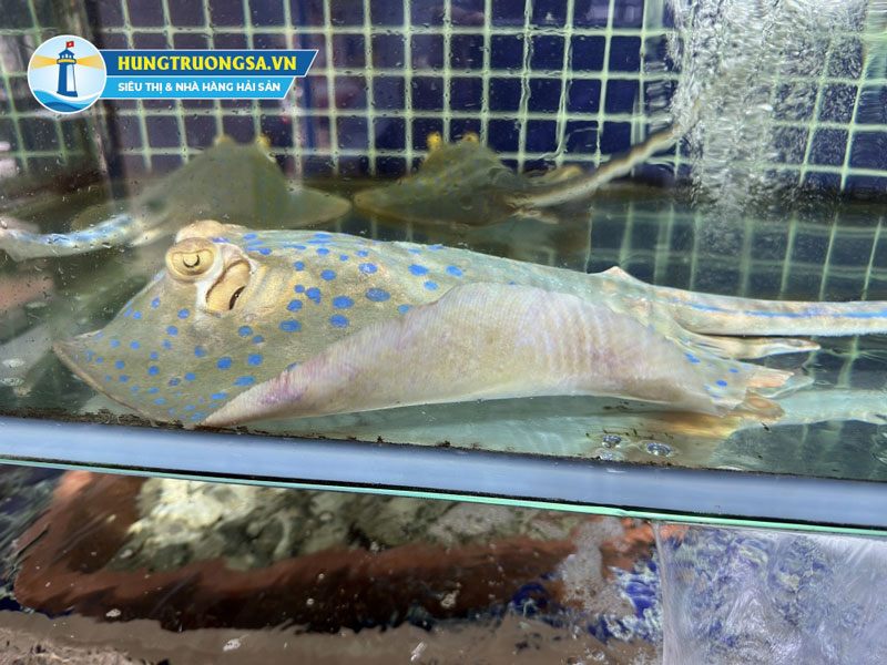 Nguyên liệu cá đuối sao xanh tươi sống tại Hải Sản Hùng Trường Sa