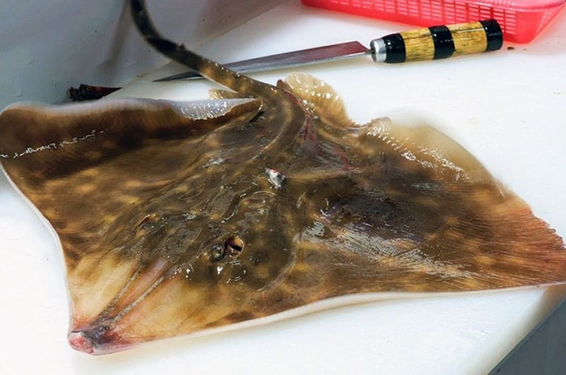 Sơ chế sashimi cá đuối đúng cách