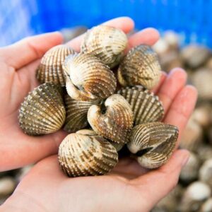 Sò huyết 60-70c