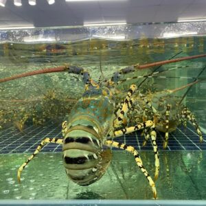 Tôm Hùm Bông (sz 0,9-1kg)