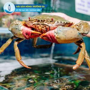 Cua Thịt (sz 300-440g)