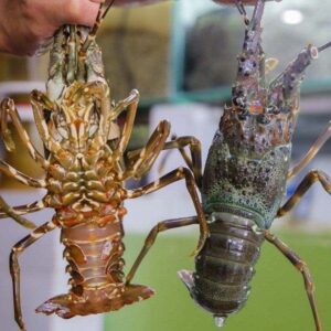 Tôm Hùm Xanh (sz 300-400g)