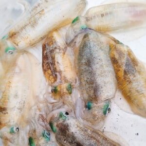 Mực Lá Nháy Nhỏ