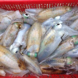 Mực Lá Nháy Nhỏ