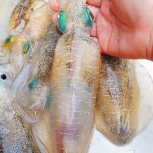 Mực Lá Nháy Nhỏ