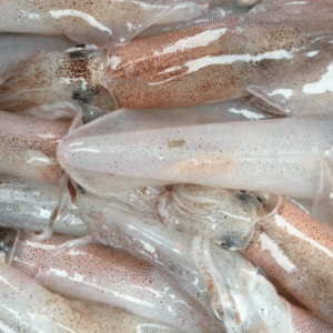 Mực ống nháy nhỏ 20 - 24c