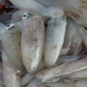 Mực ống nháy nhỏ 20 - 24c