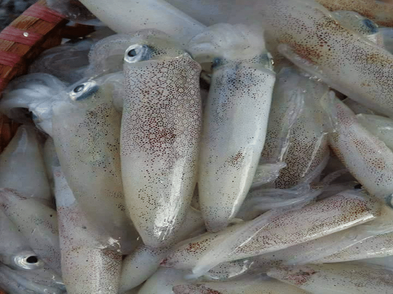 Mực ống nháy nhỏ 20 - 24c