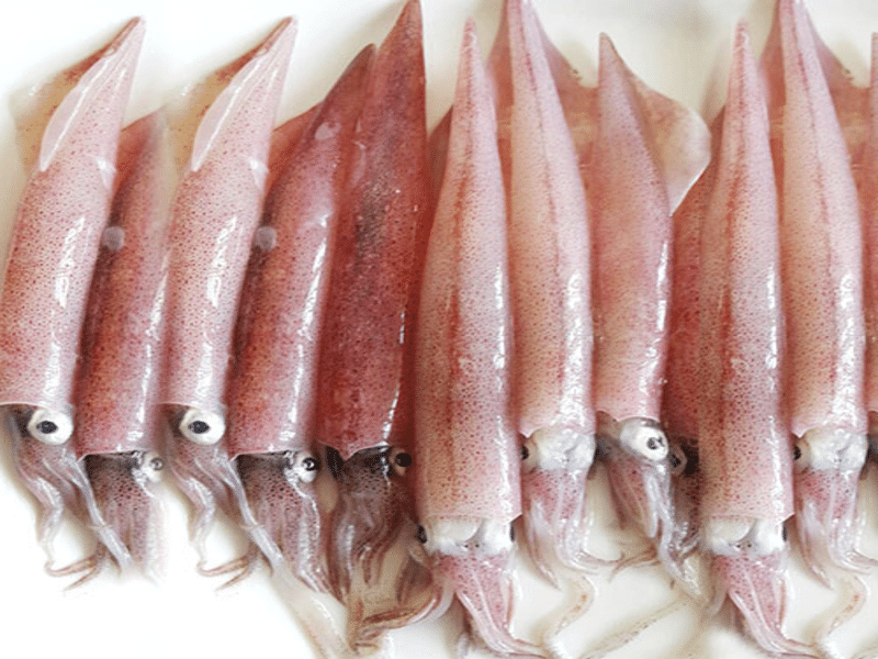 Mực ống nháy nhỏ 20 - 24c