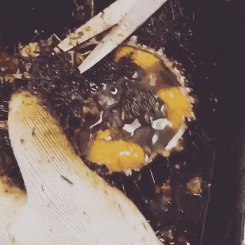 Bước sơ chế sashimi nhum biển rất quan trọng