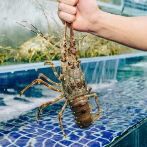 Tôm Hùm Xanh (sz 400-600g)