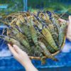 Tôm Càng Xanh