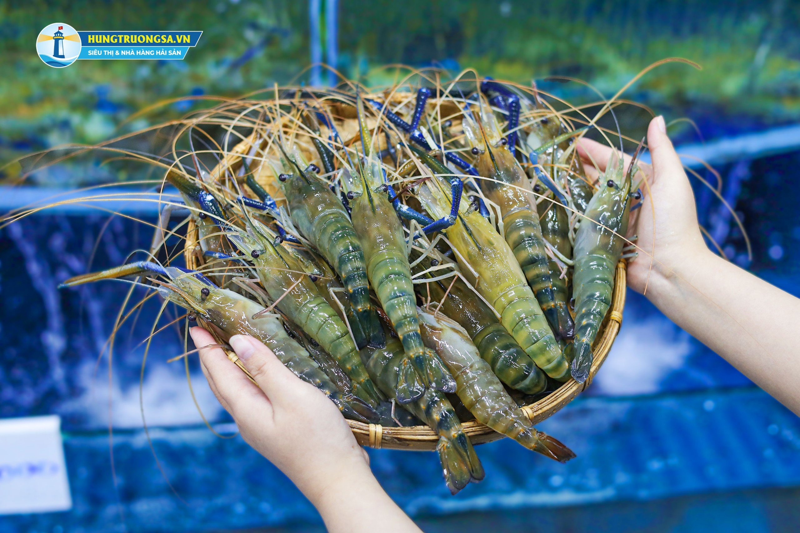 Tôm Càng Xanh